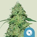 Joanne’s CBD (Royal Queen Seeds) féminisée