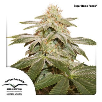 Sugar Bomb Kush (Dutch Passion) feminized