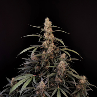 Original Auto Amnesia Haze (FastBuds) féminisée