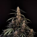 Original Auto Amnesia Haze (FastBuds) féminisée