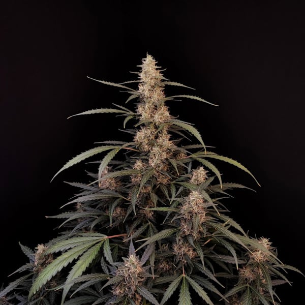 Original Auto Amnesia Haze (FastBuds) féminisée