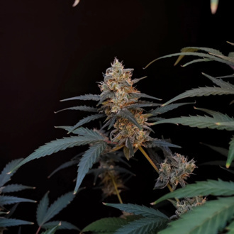 Original Auto BubbleGum (FastBuds) féminisée