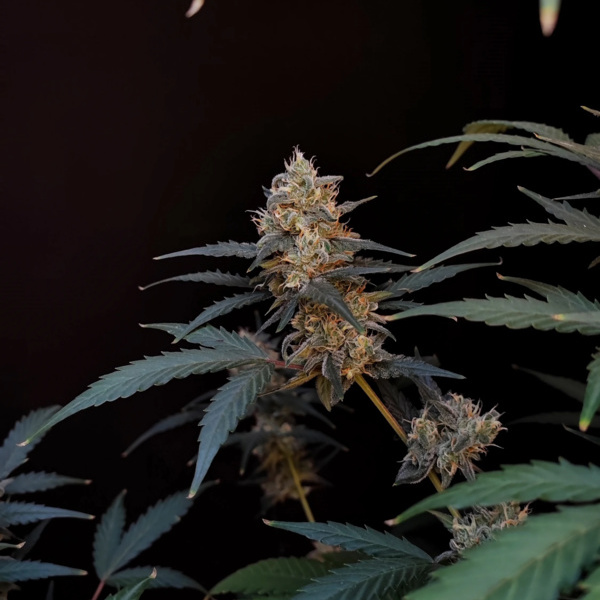 Original Auto BubbleGum (FastBuds) féminisée