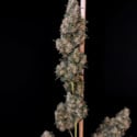 Original Auto Cheese (Fast Buds) féminisée