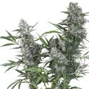 Creeper (Super Sativa Seed Club) régulière