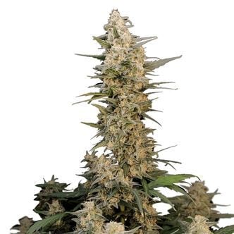 Original Auto Critical (FastBuds) féminisée