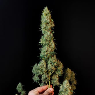 Original Auto Jack Herer (FastBuds) féminisée