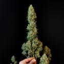Original Auto Jack Herer (FastBuds) féminisée