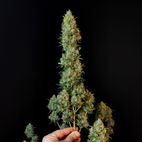 Original Auto Jack Herer (FastBuds) féminisée