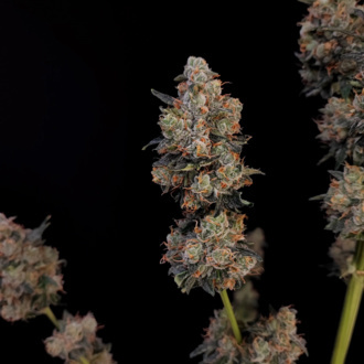 Original Auto Northern Lights (FastBuds) féminisée