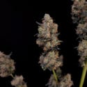 Original Auto Northern Lights (FastBuds) féminisée