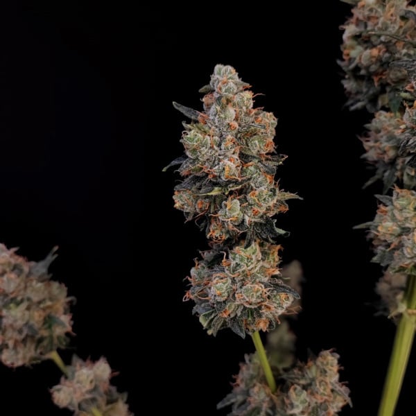Original Auto Northern Lights (FastBuds) féminisée