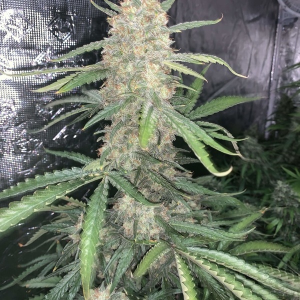 Original Auto OG Kush (FastBuds) féminisée
