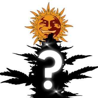 5 graines mystères féminisées (Barney's Farm) 