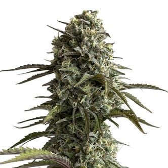 Original Auto Skunk (FastBuds) féminisée