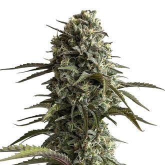 Original Auto Skunk (FastBuds) féminisée