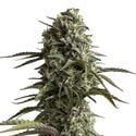 Original Auto Skunk (FastBuds) féminisée