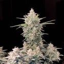 Original Auto Skunk (FastBuds) féminisée