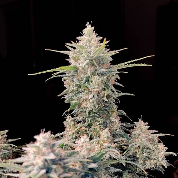 Original Auto Skunk (FastBuds) féminisée