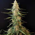 Original Auto Sour Diesel (FastBuds) féminisée