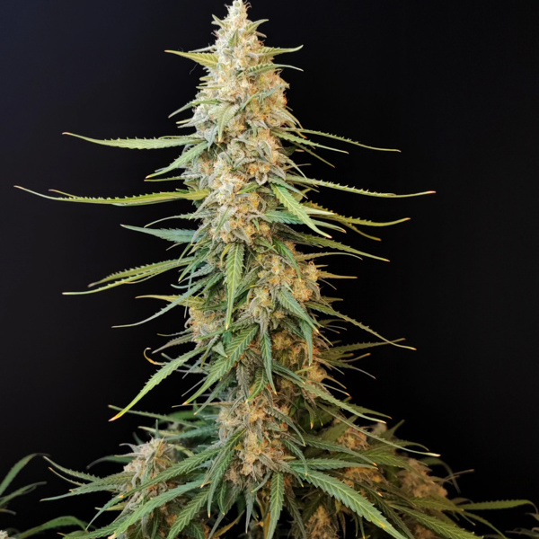 Original Auto Sour Diesel (FastBuds) féminisée