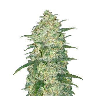 Original Auto White Widow (FastBuds) féminisée