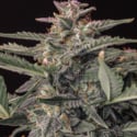 Original Auto White Widow (Fast Buds) féminisée