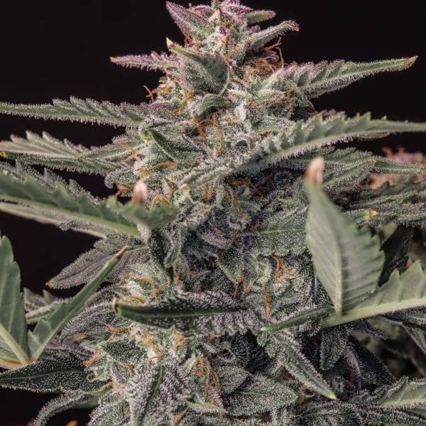Original Auto White Widow (Fast Buds) féminisée