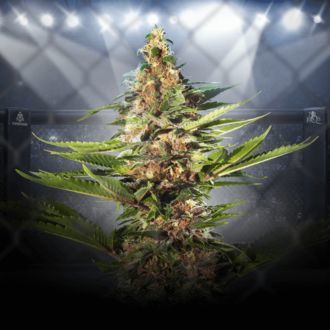 ZZ Punch (Royal Queen Seeds x Zamnesia) féminisée