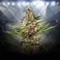 ZZ Punch (Royal Queen Seeds x Zamnesia) féminisée