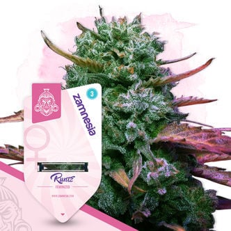 Runtz (Zamnesia Seeds) féminisée