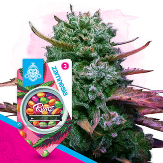 Runtz (Zamnesia Seeds) f&eacute;minis&eacute;e