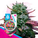 Runtz (Zamnesia Seeds) féminisée