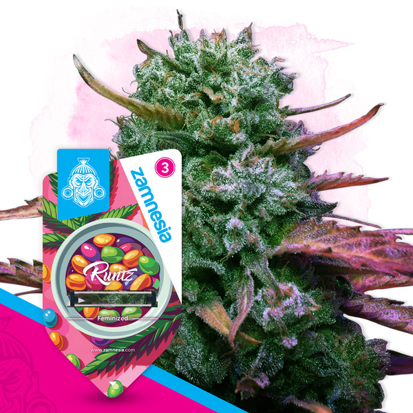 Runtz (Zamnesia Seeds) féminisée