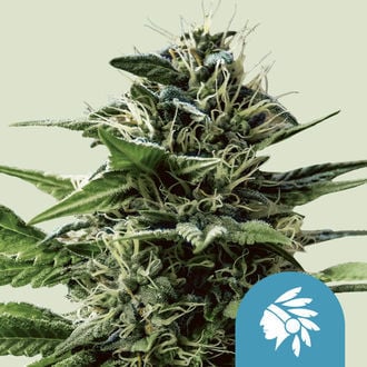 Tatanka Pure CBD (Royal Queen Seeds) féminisée