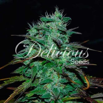 Chocobang (Delicious Seeds) féminisée