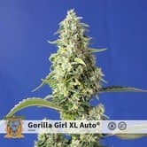 Gorilla Girl XL Auto (Sweet Seeds) feminized