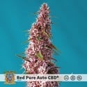 Red Pure Auto CBD (Sweet Seeds) Féminisée