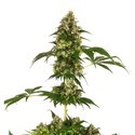 Cobalt Haze (Sensi Seeds) féminisée