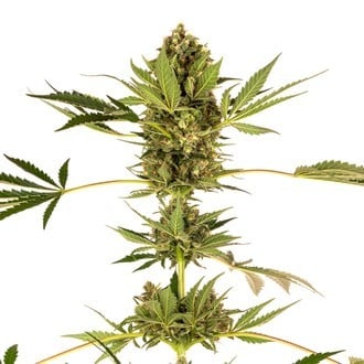 Himalayan CBD (Sensi Seeds) féminisée