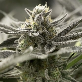 Fast Flowering OGKZ (Humboldt Seeds) feminized