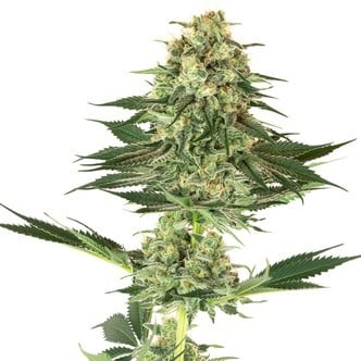 Banana Kush (White Label) feminized