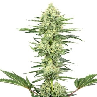 White Gorilla Haze (White Label) féminisée