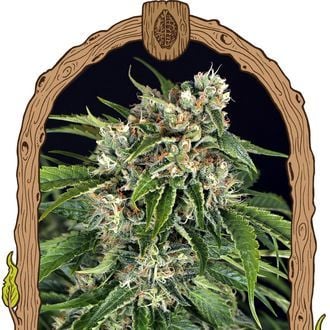 Sir Jack Auto Pure CBD (Exotic Seed) féminisée