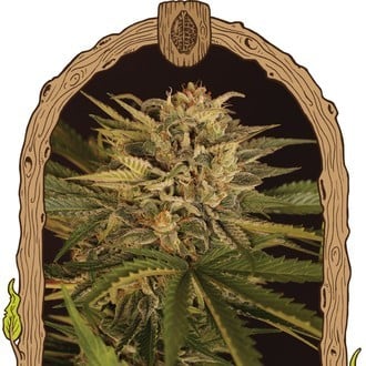 Doctor Greenman Pure CBD (Exotic Seed) féminisée