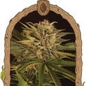 Doctor Greenman Pure CBD (Exotic Seed) féminisée