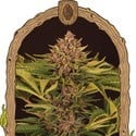 Strawberry Cola Auto (Exotic Seed) féminisée