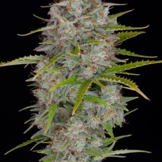 Orange Sherbet Auto (FastBuds) féminisée
