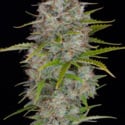 Orange Sherbet Auto (FastBuds) féminisée