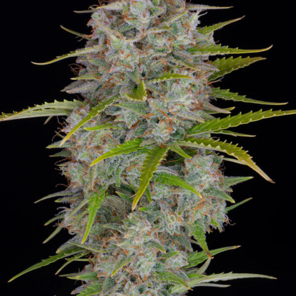 Orange Sherbet Auto (FastBuds) féminisée